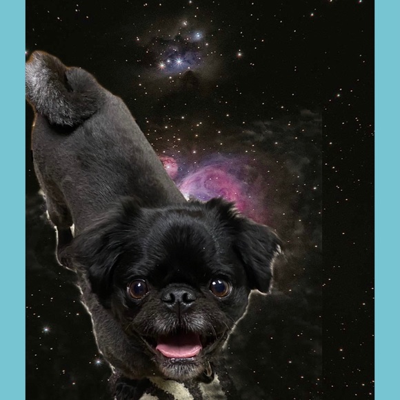 Follow me game❤️🐶 - Picture 4 of 4